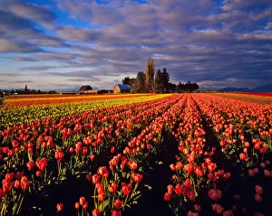 Commercial Tulip Field in the Skagit Valley near Mount Vernon Washington