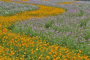 Cosmos Prints: Commercially growing Cosmos Flowers in beautiful patterned rows