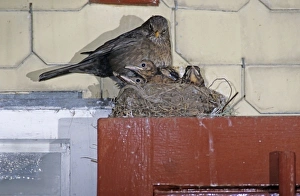 Interacting Prints: Common Blackbird, Turdus merula, female on nest with young on top of Window, Oberaegeri