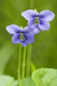 Illuminated Prints: Common Blue Violet (Viola papilionaceae) Violet Family (Violaceae), Great Smoky Mountains