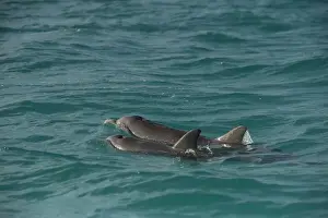 Images Dated 1st November 2009: Common Bottlenose Dolphin (Tursiops truncatus) Punta Allen Sian Ka an Biosphere