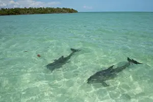 Images Dated 1st November 2009: Common Bottlenose Dolphin (Tursiops truncatus) Punta Allen Sian Ka an Biosphere