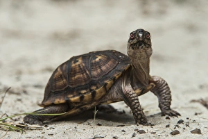 Telfair County Prints: Common box turtle (Terrapene carolina), CAPTIVE, The Orianne Indigo Snake Preserve