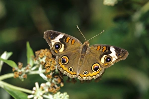 Junonia Coenia Prints: Common Buckeye butterfly (Junonia coenia) on Swamp Milkweed (Asclepias incarnata) Marion Co