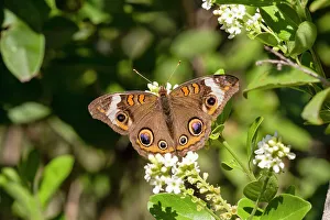 Hidalgo County Prints: Common buckeye butterfly nectaring