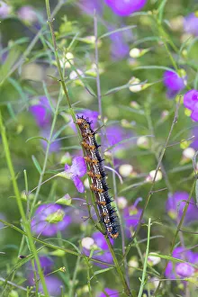 Junonia Coenia Prints: Common Buckeye caterpillar on Slender False Foxglove