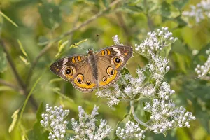 Common Buckeye on Common Boneset