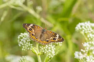 Prints of Common Buckeye (Junonia coenia) on Common Boneset (Eupatorium perfoliatum), Marion County, Illinois Images Dated 2020 May: Common Buckeye (Junonia coenia) on Common Boneset (Eupatorium perfoliatum), Marion County