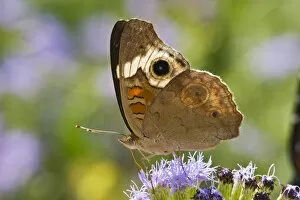Images Dated 16th October 2007: Common Buckeye (Junonia coenia) spring, nectoring on mist flower, south Texas, USa
