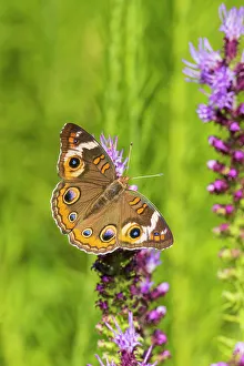 Junonia Coenia Prints: Common Buckeye on Prairie Blazing Star, Effingham County, Illinois