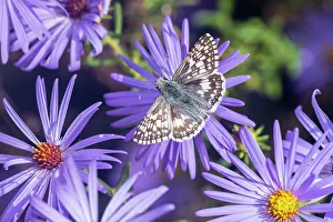 Alighting Prints: Common Checkered-Skipper on Frikart's Aster