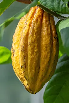 Images Dated 22nd January 2021: Common Cocoa