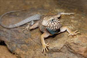 Common collared lizard