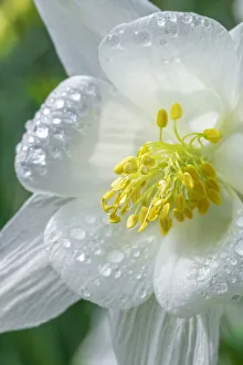 Images Dated 22nd January 2021: Common Columbine