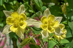 Common Columbine