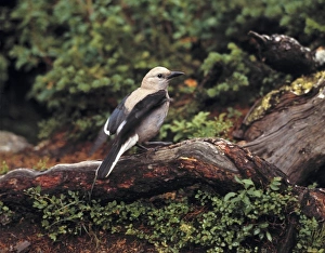 Albert A Prints: Common to conifer-laden areas near the timberline, Clarks Nutcrackers abound in Banff NP