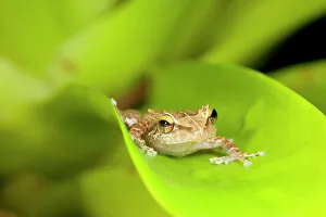 Images Dated 9th April 2009: Common coqui, Eleutherodactylus coqui, El Verde, El Yunque NF, Puerto Rico