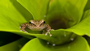 Common coqui, Eleutherodactylus coqui, El Verde, El Yunque NF, Puerto Rico