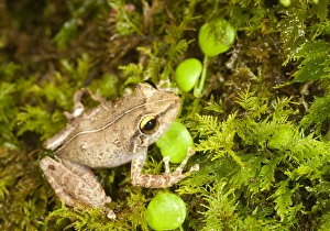 Images Dated 9th April 2009: Common coqui, Eleutherodactylus coqui, El Verde, El Yunque NF, Puerto Rico