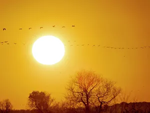 Migration Prints: Common cranes returning to their roosting place during a stop during autumn migration