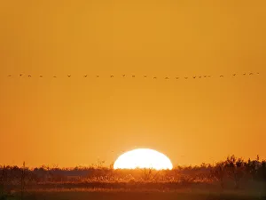 Migration Prints: Common cranes returning to their roosting place during a stop during autumn migration