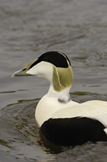 Images Dated 14th May 2006: Common Eider Duck male (Somateria mollissima) CAPTIVE Slimbridge Wildfowl