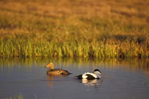 Images Dated 9th November 2005: common eider, Somateria mollissima, pair in the 1002 coastal plain of Arctic National