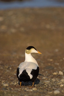 Anwr Prints: common eider, Somateria mollissima