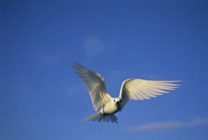 Pretty Prints: Common Fairy Tern, (Gygis alba) in flight, Midway Atoll, NW Hawaiian Island