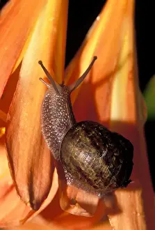 Common garden snail (Helix aspera) on Kaffir Lily flower (Clivia miniata)