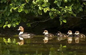 Brood Prints: Common goldeneye with brood of four chicks on Big Therriault Laek in the Kootenai National Forest