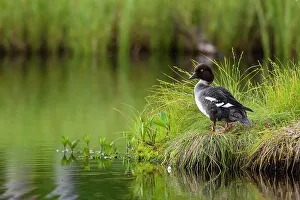 Water Bird Prints: A common goldeneye, Bucephala clangula, Kuhmo, Finland