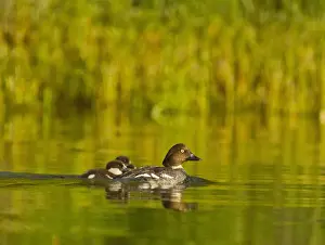 Bucephala Clangula Prints: Common Goldeneye female with pair of chicks on Whitefish Lake, Montana, USA
