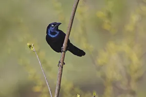 Common grackle