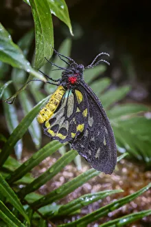 Pollinator Prints: Common green birdwing, Cape York Birdwing
