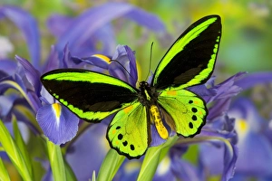Common Green Birdwing or the Priams Birdwing, Male, Ornithoptera priamus priamus