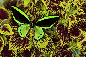 Resting Prints: Common Green Birdwing or the Priams Birdwing, Male, Ornithoptera priamus priamus