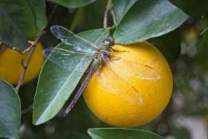 Images Dated 6th December 2010: Common Green Darner (Anax junius) resting on orange in citrus grove, Mission, Texas