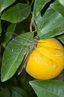 Mission Prints: Common Green Darner (Anax junius) resting on orange in citrus grove, Mission, Texas