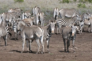Laikipia Prints: Common and Grevys Zebras (Equus quagga and Equus grevyi), Loisaba Wilderness Conservancy
