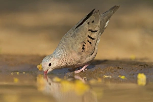 Images Dated 11th April 2011: Common Ground-Dove (Columbina passerina) drinking at south Texas pond
