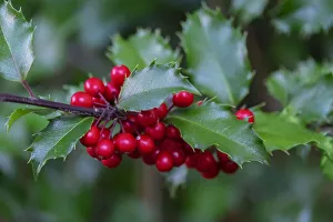 Images Dated 2022: Common holly