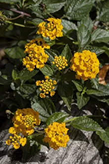Cluster Prints: Common Lantana
