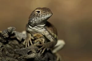 Images Dated 20th May 2006: Common Lesser Earless Lizard, Holbrookia maculata, resting on a small branch. Central USA