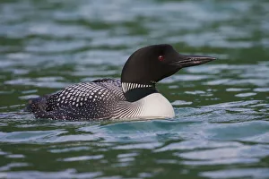 Images Dated 21st August 2020: Common Loon