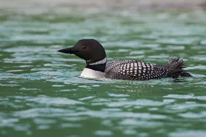 Images Dated 21st August 2020: Common Loon