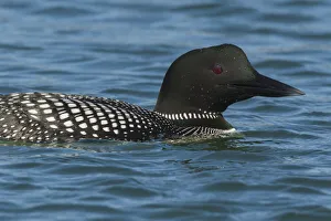 Prints of Common Loon Images Dated 2019 November: Common Loon