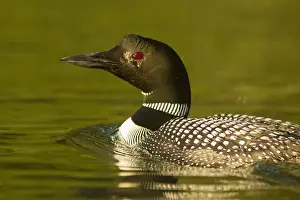 Beaver Lake Prints: Common Loon on Beaver Lake in the Stillwater State Forest near Whitefish, Montana, USA