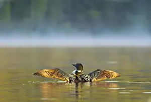 Whitefish Prints: Common loon drying wings on Beaver Lake in the Stillwater State Forest near Whitefish