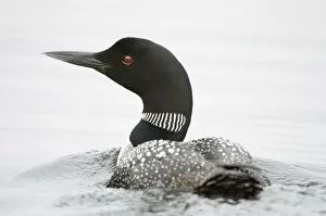 Images Dated 30th August 2005: Common loon, Gavia immer, Haliburton, Ontario